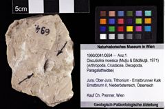 Foto (Objket + Etiketten) von Discutiolira moesica (Muţiu & Bădăluţă, 1971) 